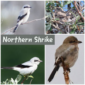 Northern Shrike